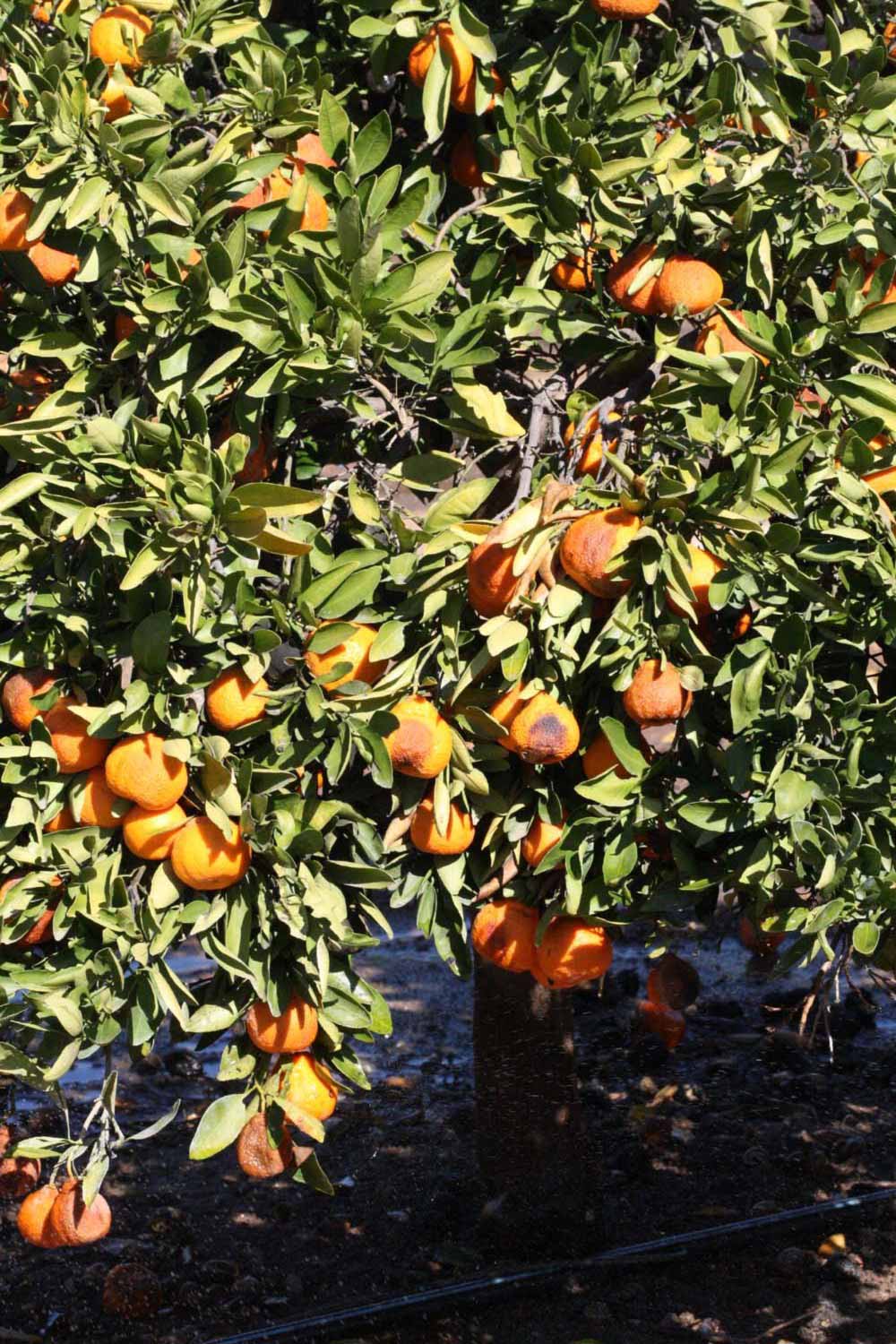              Habit (Riverside, CA)       
